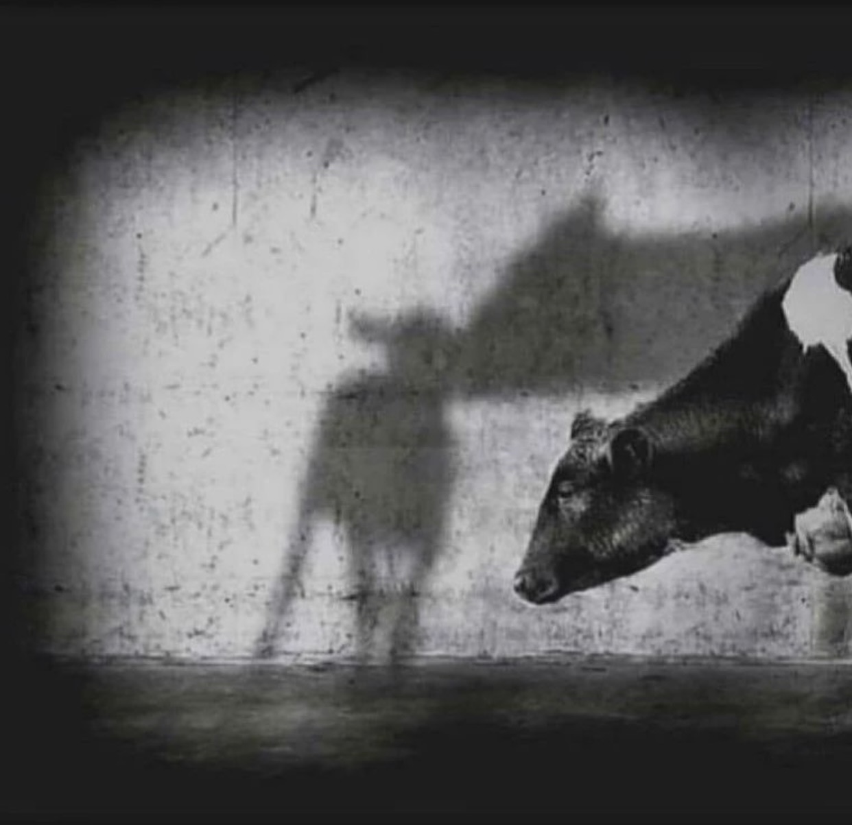 Koe met in de schaduw haar kalfje dat is weggenomen