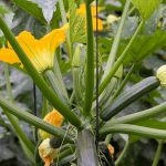 Courgette