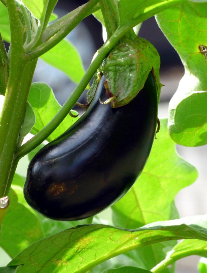 Aubergine