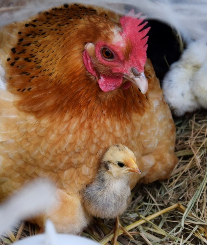Hen met kuikens