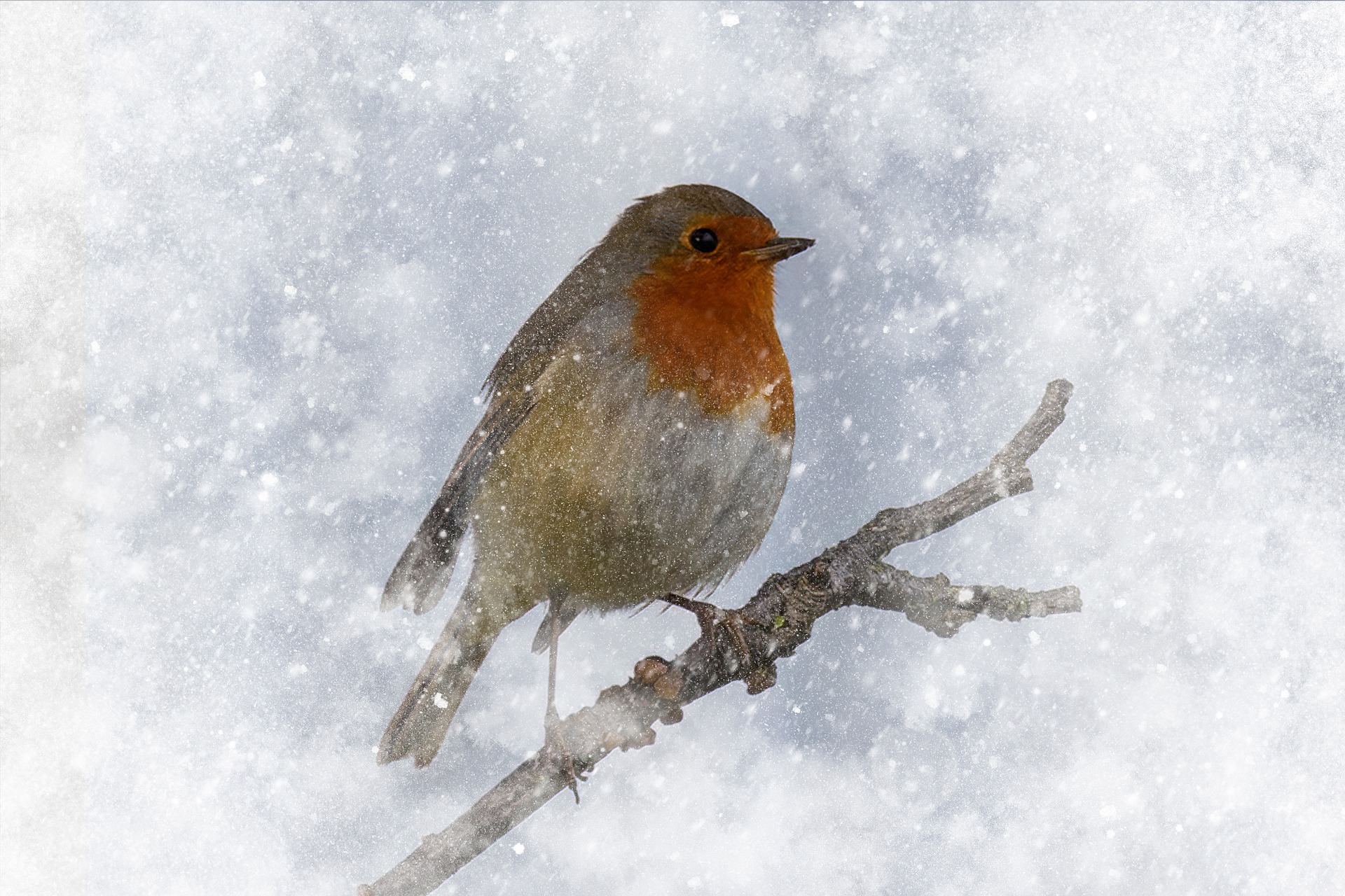 roodborstje in de sneeuw